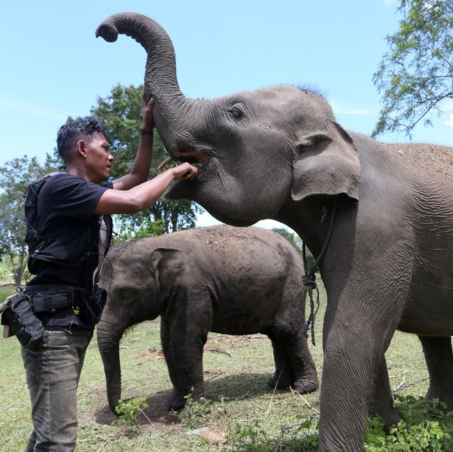 Gajah Sumatra Jinak Dilatih untuk Tangani Konflik Satwa di Aceh