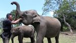 Gajah Sumatra Jinak Dilatih untuk Tangani Konflik Satwa di Aceh