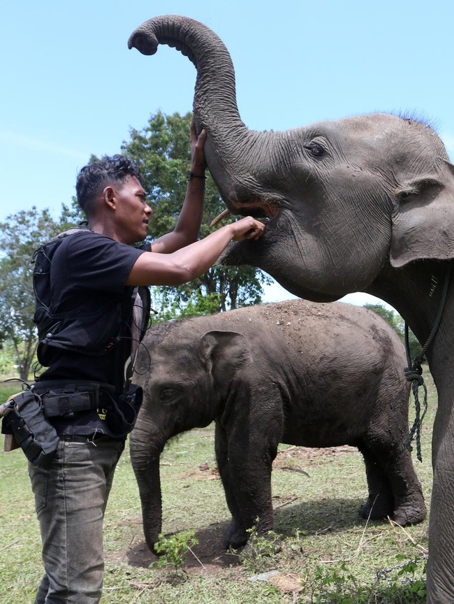 Gajah Sumatra Jinak Dilatih untuk Tangani Konflik Satwa di Aceh