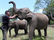 Gajah Sumatra Jinak Dilatih untuk Tangani Konflik Satwa di Aceh