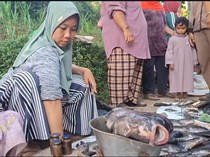 Tekan Rugi, Ribuan Ikan di Ranu Klakah Lumajang Mati Dijual Murah
