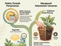 Tanaman Mudah Kering saat Cuaca Panas, Kapan Waktu Terbaik Menyiram?