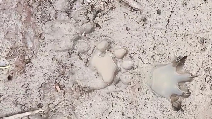 Jejak harimau di Indragiri Hilir, Riau.