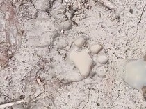 Sapi Peternak di Inhil Diterkam Harimau, Sekolah Diliburkan