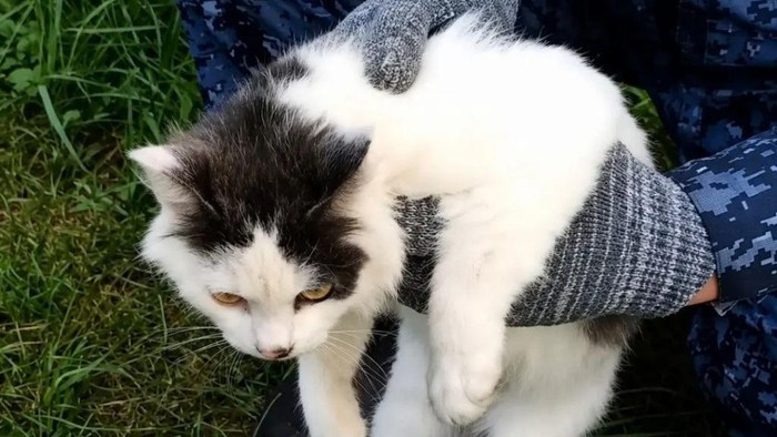 Kucing viral yang jadi kurir narkoba.
