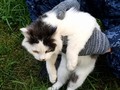 Kucing Jadi Kurir Narkoba Ditangkap, Foto Muka Polosnya Viral