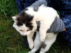 Kucing Jadi Kurir Narkoba Ditangkap, Foto Muka Polosnya Viral
