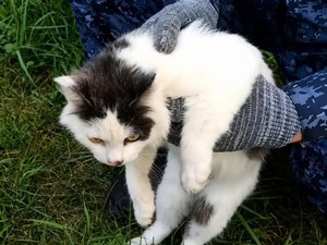 Kucing Jadi Kurir Narkoba Ditangkap, Foto Muka Polosnya Viral
