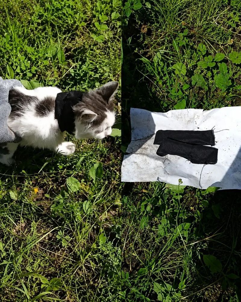 Kucing viral yang jadi kurir narkoba.