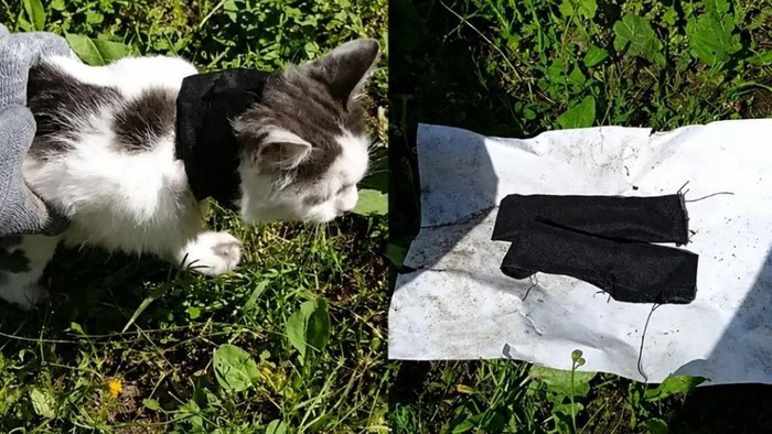 Kucing viral yang jadi kurir narkoba.