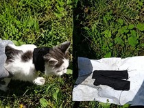 Bawa Barang Terlarang, Sipir Amankan Seekor Kucing di Area Penjara