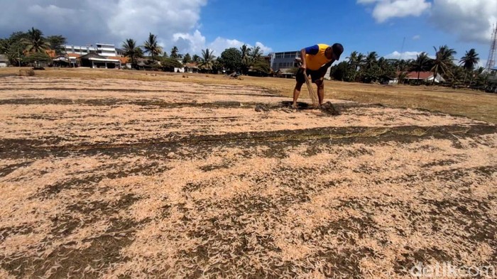 Nelayan yang sedang menjemur Udang Rebon di Pantai Timur Pangandaran