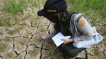 Ratusan Hektare Sawah di Aceh Barat Dilanda Kekeringan