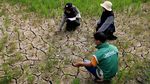 Ratusan Hektare Sawah di Aceh Barat Dilanda Kekeringan