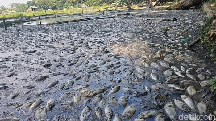 Ribuan ikan di Ranu Klakah Lumajang mati