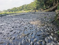 Video: Fenomena Ikan-ikan Mati Mendadak di Danau Klakah Lumajang
