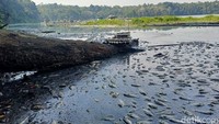 Fenomena kematian ikan di Ranu Klakah disebut hampir terjadi setiap tahun, terutama saat memasuki musim kemarau. Warga pun hanya bisa berharap kondisi tersebut segera berakhir agar aktivitas perikanan kembali normal.