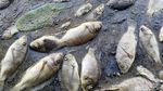 Ikan ikan di Ranu Klakah Lumajang Mati