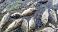 Berdasarkan informasi dari warga, fenomena tersebut diduga dipicu cuaca ekstrem yang menyebabkan kandungan belerang di dasar Danau Ranu Klakah naik ke permukaan. Kondisi itu mengakibatkan kadar oksigen terlarut di air menurun drastis.