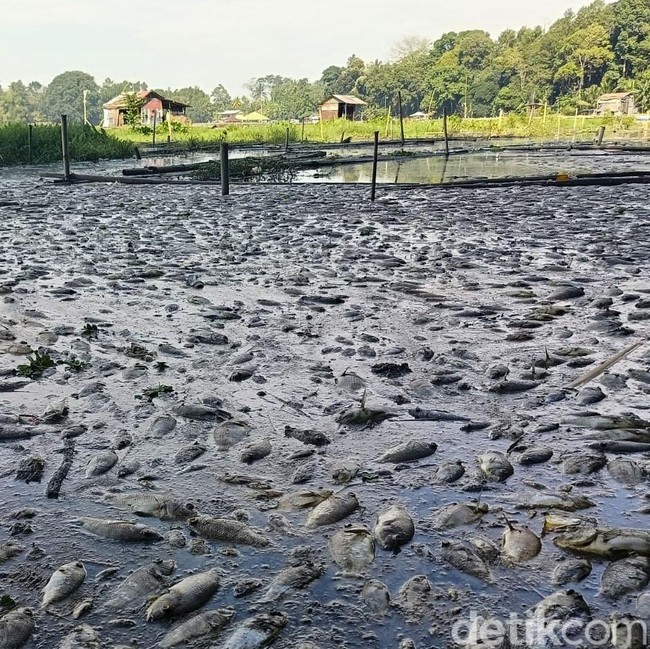 Ikan ikan di Ranu Klakah Pasuruan Mati