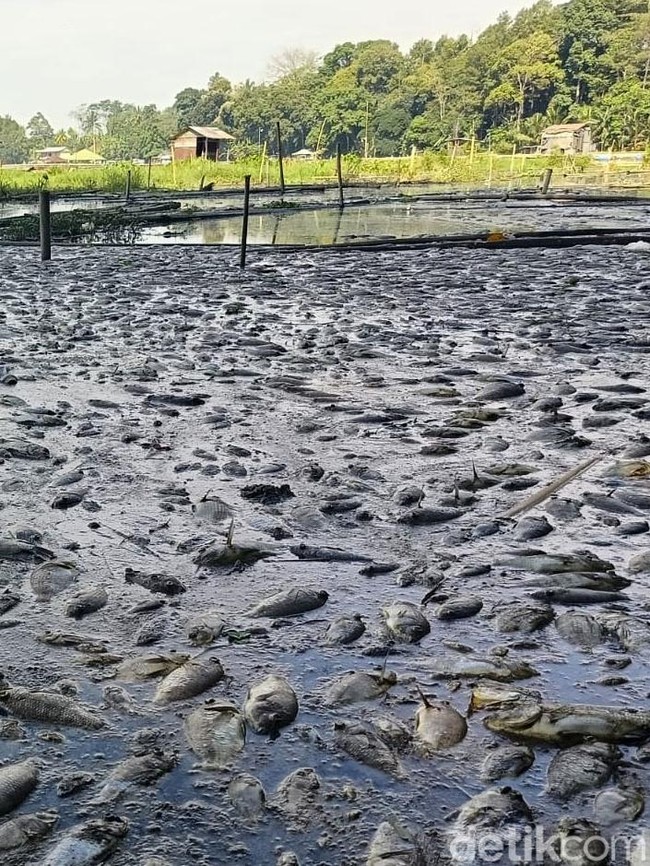 Ikan ikan di Ranu Klakah Pasuruan Mati