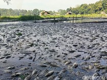 Ikan ikan di Ranu Klakah Lumajang Mati