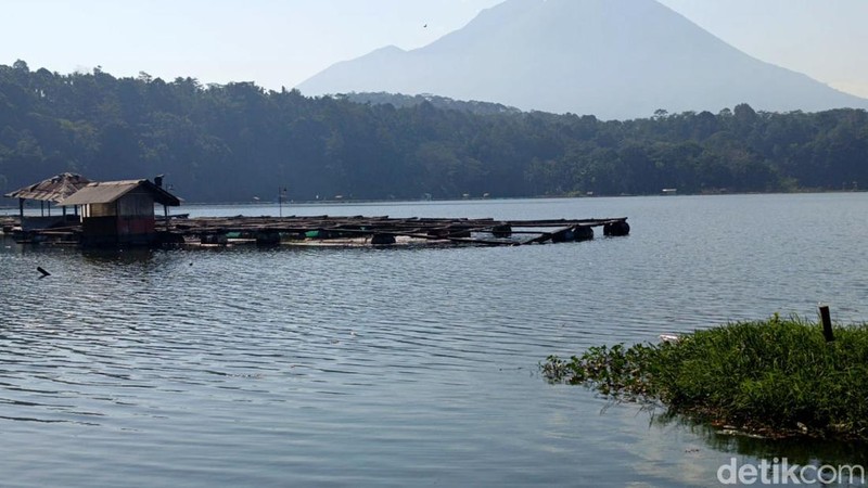 Ribuan ikan di Ranu Klakah Lumajang mati