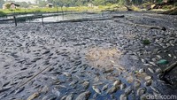Tidak hanya ikan liar, ikan yang dibudidayakan di dalam keramba milik warga juga dilaporkan mati.