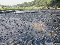 Fenomena Musim Kemarau, Ribuan Ikan Mati Mendadak di Danau Ranu Klakah