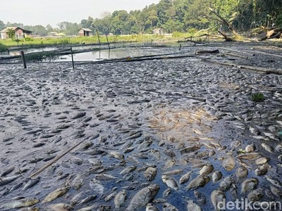 Fenomena Musim Kemarau, Ribuan Ikan Mati Mendadak di Danau Ranu Klakah