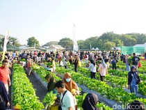 Ribuan Warga Berburu Buah-Sayur PAE 2026 di Kebun Petrokimia Gresik