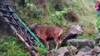 Bawa Sapi Mendaki Gunung Rinjani untuk Disembelih, Rombongan Pendaki Dikecam
