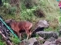 Viral Pendaki Bawa-Sembelih Sapi di Rinjani, Pengelola Tegaskan Hal Terlarang