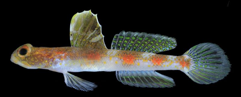 Tomiyamichthys oriens