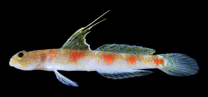 Tomiyamichthys oriens