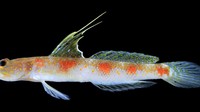 Spesies Baru Ikan Gobi Banyuwangi Terinspirasi Sunrise of Java