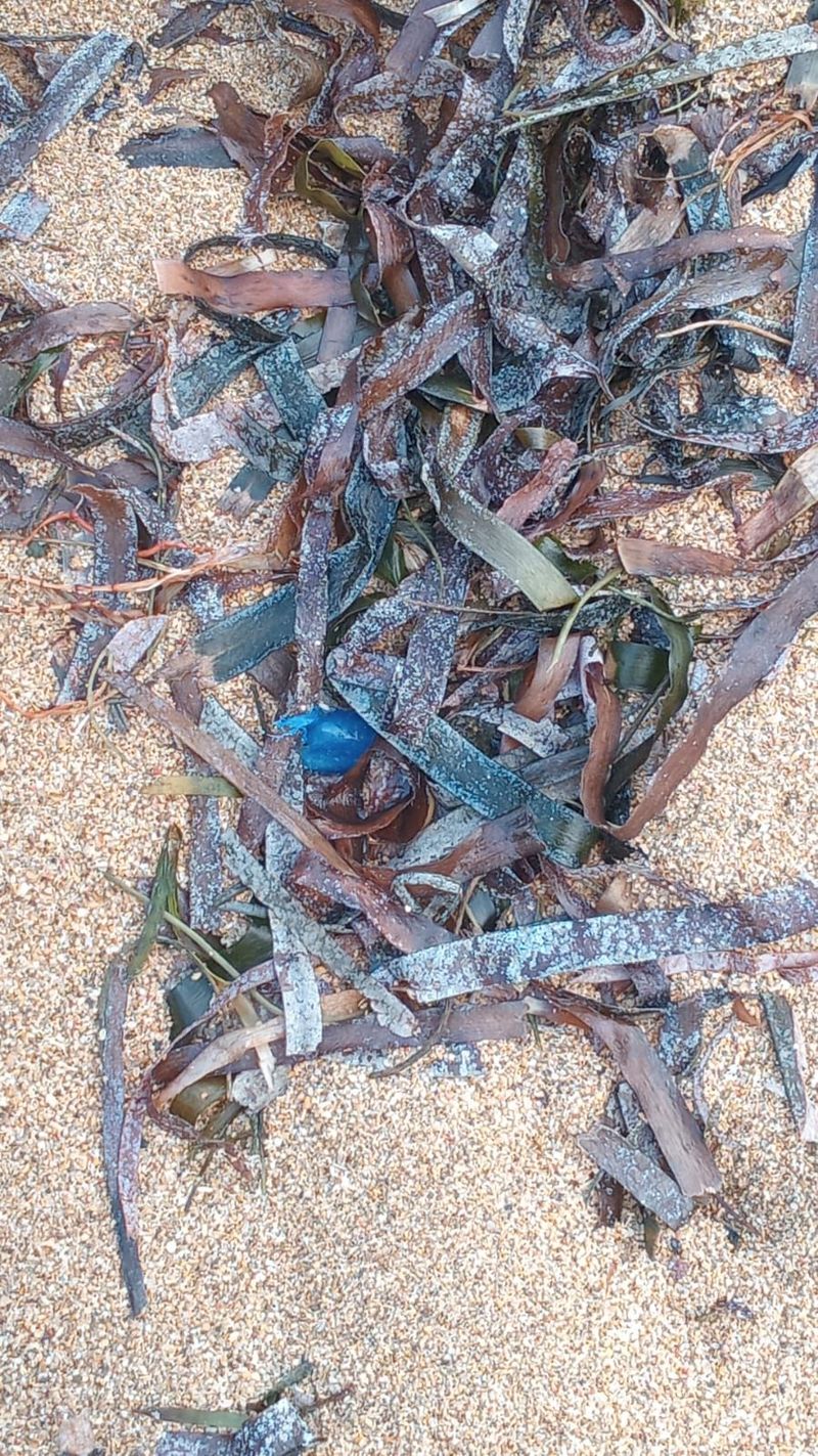 Ubur-ubur botol biru yang terlihat terdampar beberengan dengan rumput laut yang berhasil diabadikan Balawista Kota Denpasar, Senin (27/7/2026). (Dok. Balawista Kota Denpasar)