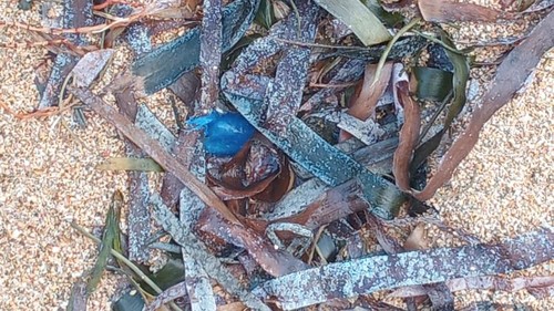 Ubur-ubur botol biru yang terlihat terdampar beberengan dengan rumput laut yang berhasil diabadikan Balawista Kota Denpasar, Senin (27/7/2026). (Dok. Balawista Kota Denpasar)
