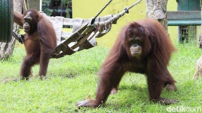 Damai, Orangutan KBS yang mati pada 2021 diduga karena sakit.