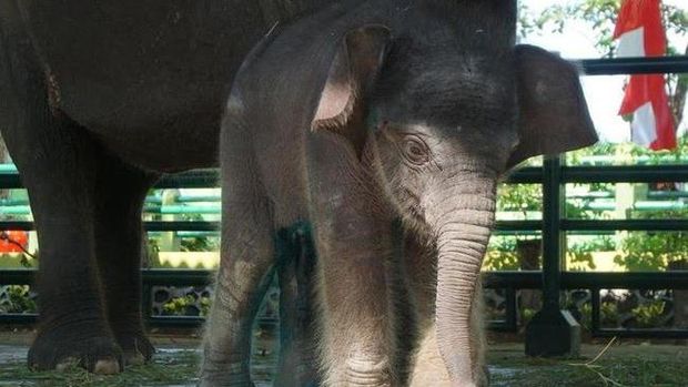 Dumbo, anak gajah di KBS yang mati pada 2021 disebut karena sakit.