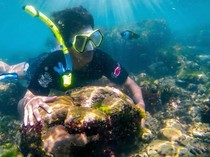 Cara Komunitas PENYU Sukabumi Merawat Ekosistem Laut