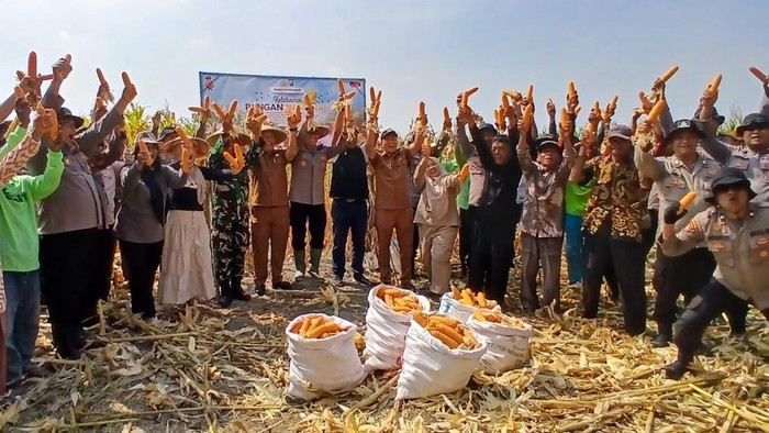 Polisi di Sidoarjo panen jagung