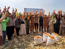 Polisi di Sidoarjo Panen Jagung Bareng Petani Dukung Swasembada Pangan