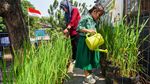 Potret Sawah Mini dari Galon Bekas
