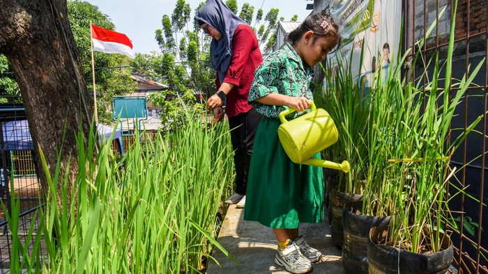 Pengelola RPTRA merawat padi yang ditanam menggunakan galon bekas di RPTRA Belimbing, Pasar Minggu, Jakarta Selatan, Selasa (28/7/2027). Budi daya padi dengan memanfaatkan galon bekas tersebut sebagai inovasi pemanfaatan limbah plastik agar memiliki nilai sekaligus menjaga ketahanan pangan dimana hasil panen nantinya didistribusikan ke koperasi yang dikelola secara swadaya oleh warga setempat. ANTARA FOTO/Indrianto Eko Suwarso/agr