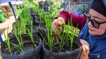 Potret Sawah Mini dari Galon Bekas