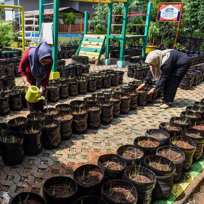 Potret Sawah Mini dari Galon Bekas