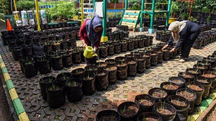 Pengelola RPTRA merawat padi yang ditanam menggunakan galon bekas di RPTRA Belimbing, Pasar Minggu, Jakarta Selatan, Selasa (28/7/2027). Budi daya padi dengan memanfaatkan galon bekas tersebut sebagai inovasi pemanfaatan limbah plastik agar memiliki nilai sekaligus menjaga ketahanan pangan dimana hasil panen nantinya didistribusikan ke koperasi yang dikelola secara swadaya oleh warga setempat. ANTARA FOTO/Indrianto Eko Suwarso/agr