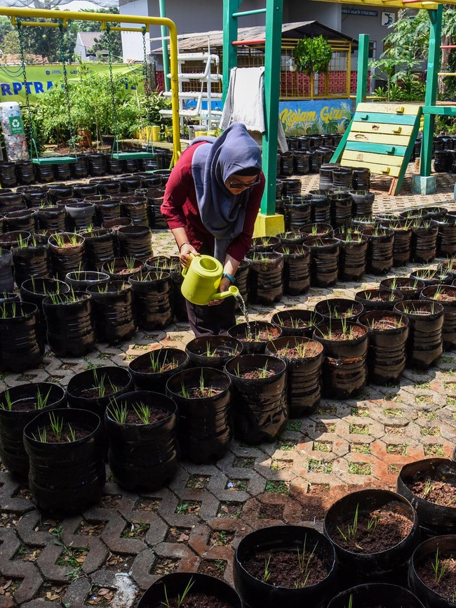 Potret Sawah Mini dari Galon Bekas