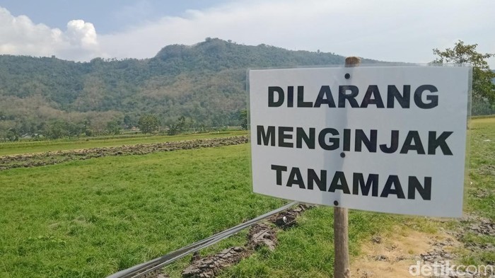 Papan larangan dipasang petani di Desa Sengon, Kecamatan Prambanan, Klaten.